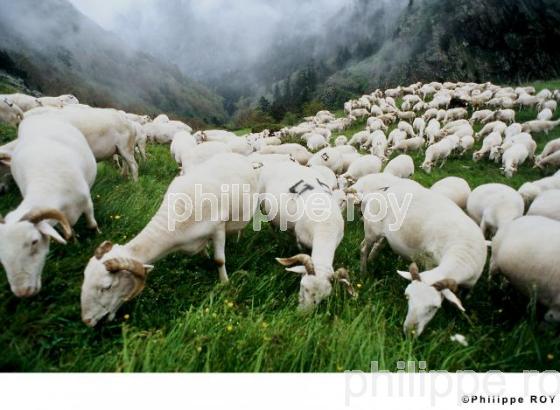 Transhumance (00A00311.jpg)