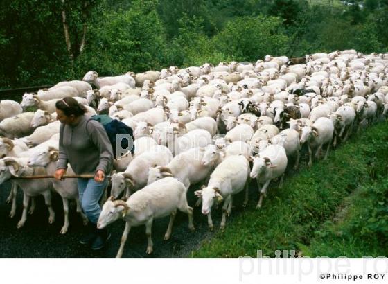 Transhumance (00A00314.jpg)