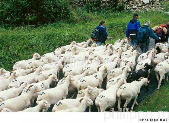 Transhumance (00A00315.jpg)
