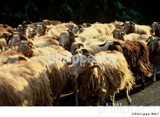 Transhumance (00A00319.jpg)
