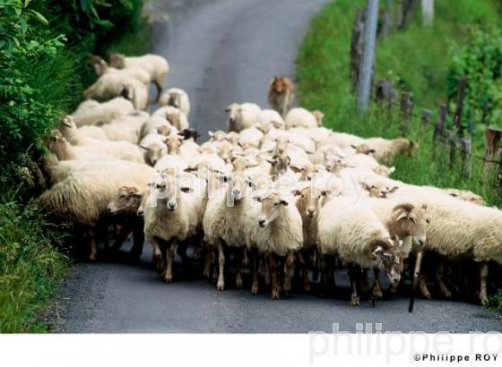 Transhumance (00A00326.jpg)