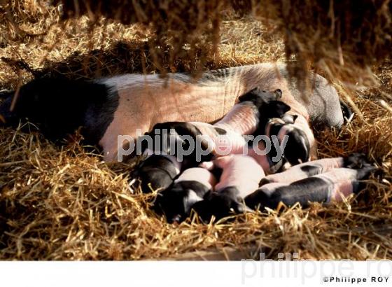 Cochons basques (00A00335.jpg)