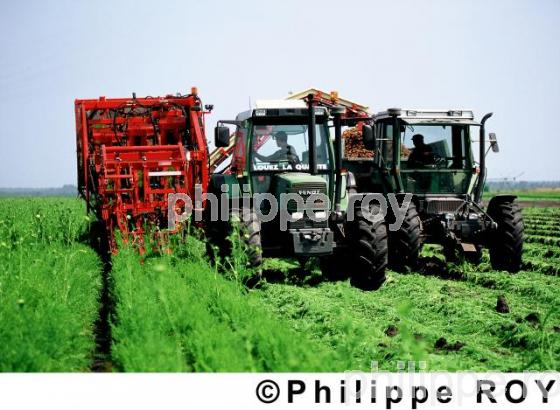 Carottes (00A01029.jpg)