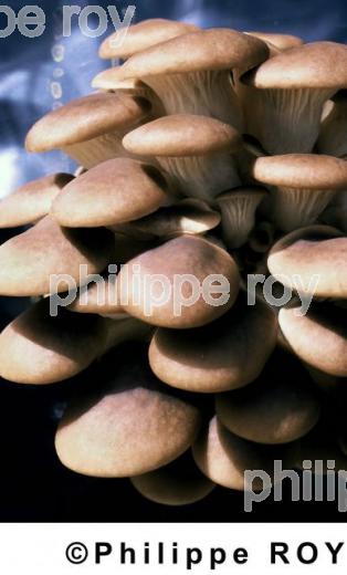 Champignons (00A01035.jpg)