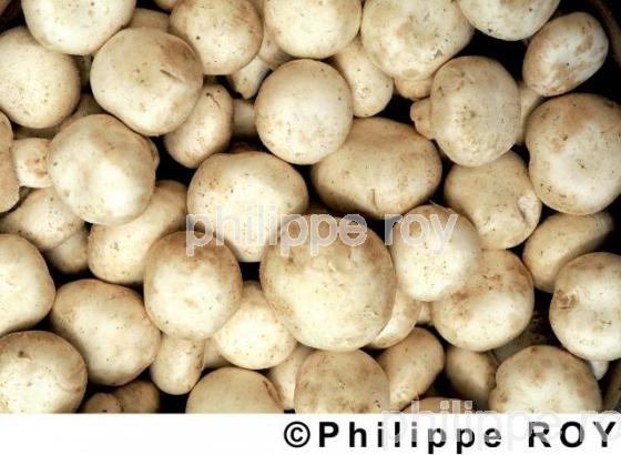 Champignons (00A01036.jpg)