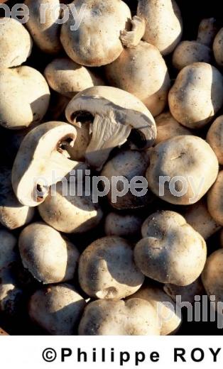 Champignons (00A01037.jpg)