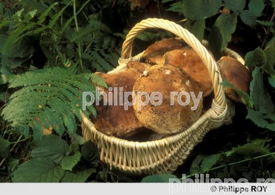 Champignons (00A01038.jpg)