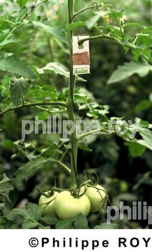 Tomates (00A01203.jpg)