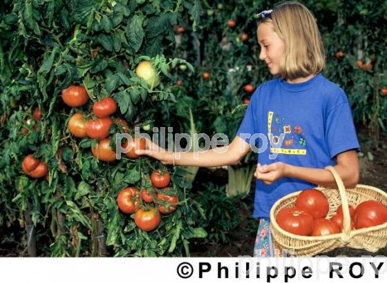 Tomates (00A01204.jpg)