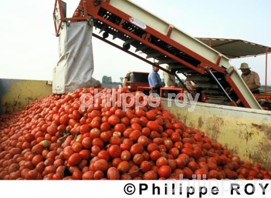 Tomates (00A01205.jpg)