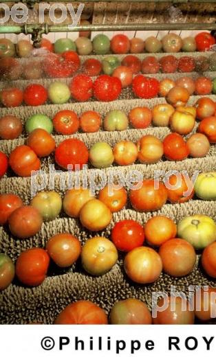 Tomates (00A01209.jpg)