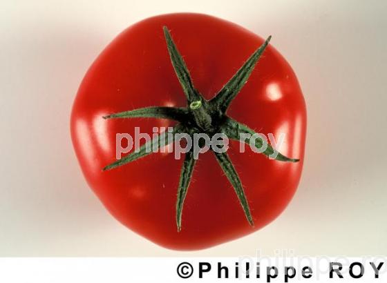 Tomates (00A01211.jpg)