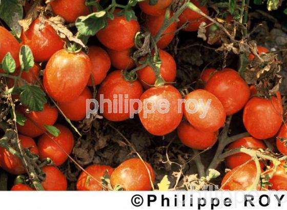 Tomates (00A01212.jpg)
