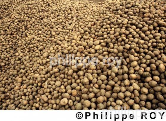 Pommes de terre (00A01226.jpg)