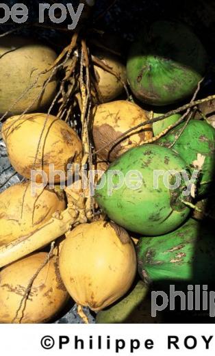 Noix de coco (00A01340.jpg)