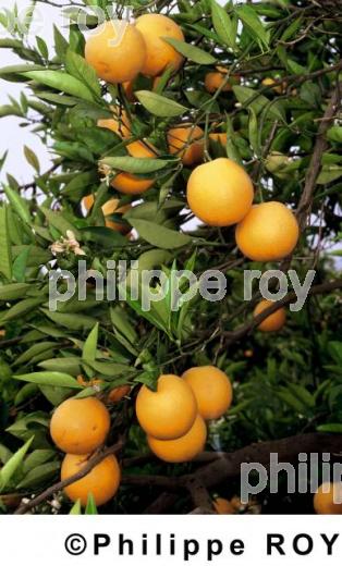Oranges (00A01406.jpg)
