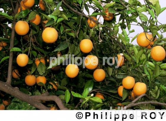 Oranges (00A01407.jpg)