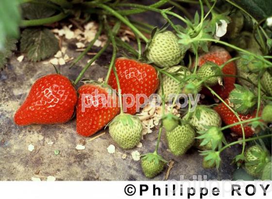 Fraises (00A01437.jpg)