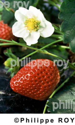 Fraises (00A01438.jpg)