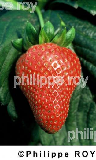 Fraises (00A01439.jpg)