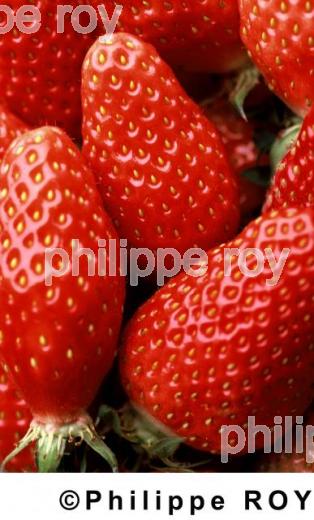 Fraises (00A01502.jpg)
