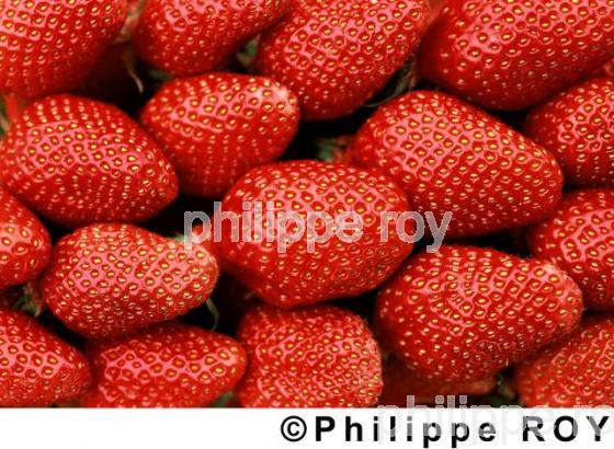 Fraises (00A01503.jpg)