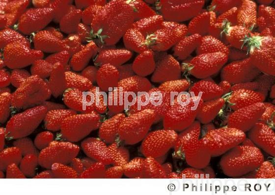 Fraises (00A01504.jpg)