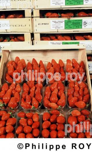 Fraises (00A01508.jpg)