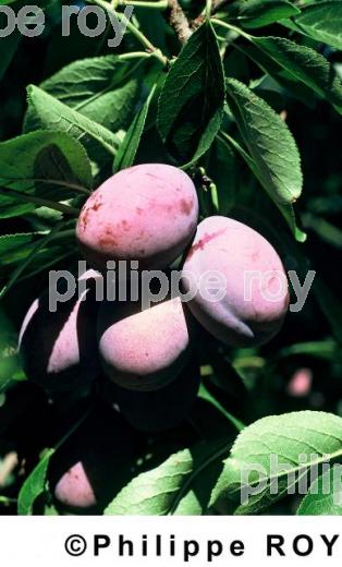 Prunes (00A01634.jpg)