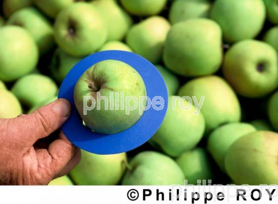 Pommes (00A01707.jpg)