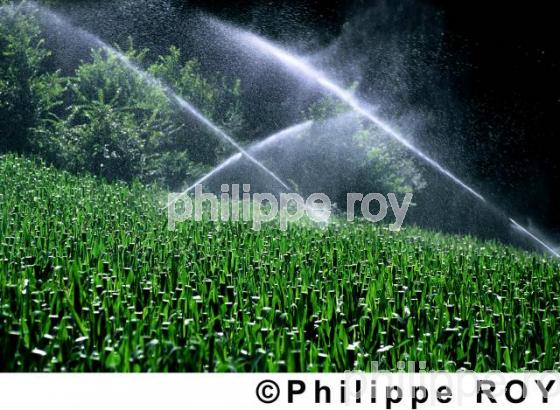 Irrigation (00A01820.jpg)