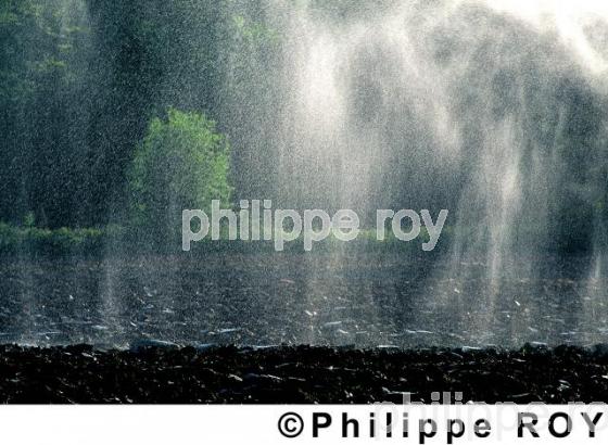 Irrigation (00A01826.jpg)