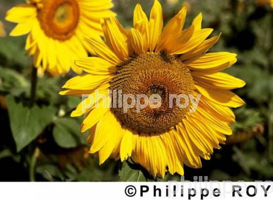 Tournesols (00A02135.jpg)