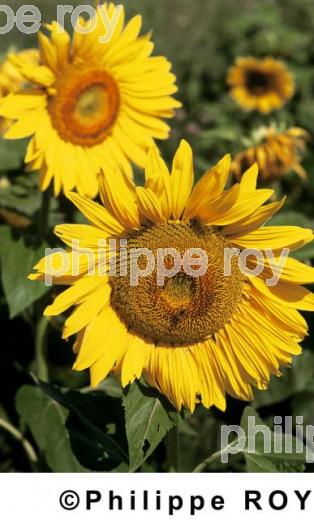 Tournesols (00A02136.jpg)