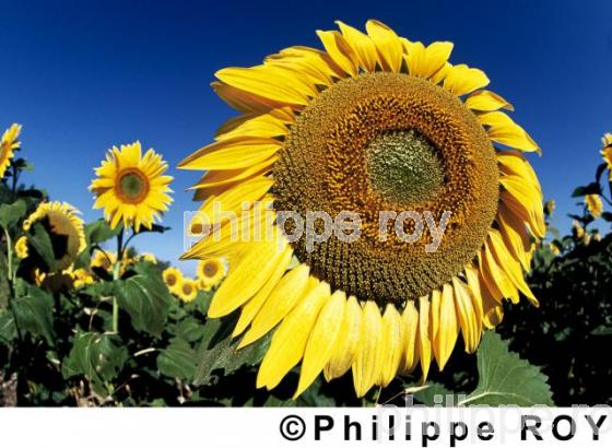 Tournesols (00A02137.jpg)
