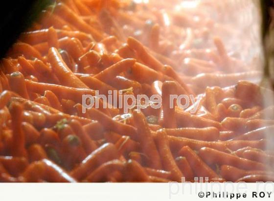 Carrottes (00A03318.jpg)