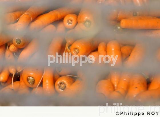 Carrottes (00A03321.jpg)
