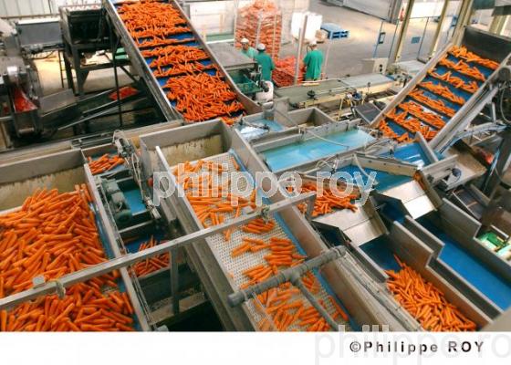 Carrottes (00A03322.jpg)