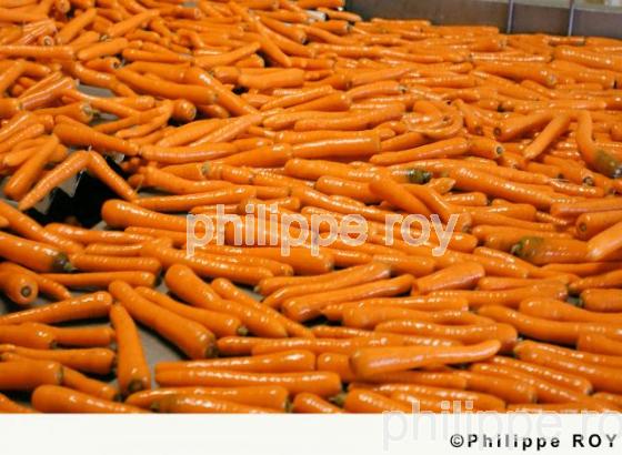 Carrottes (00A03326.jpg)