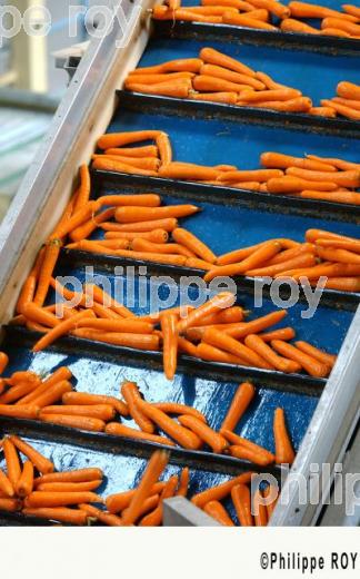 Carrottes (00A03328.jpg)