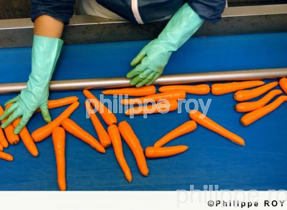 Carrottes (00A03332.jpg)