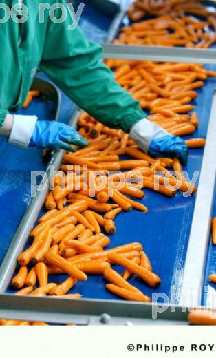 Carrottes (00A03335.jpg)