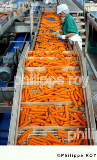 Carrottes (00A03337.jpg)