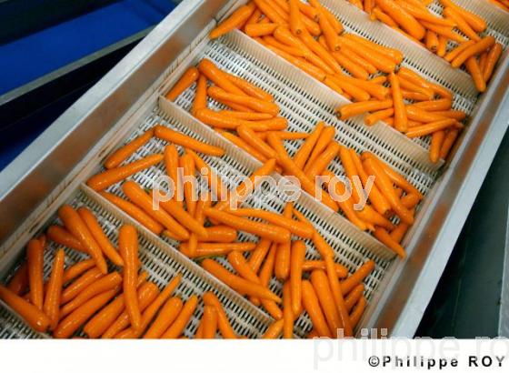 Carrottes (00A03339.jpg)