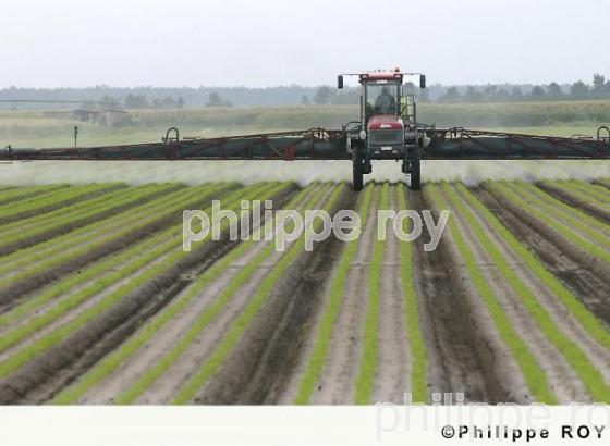 Carrottes (00A03410.jpg)