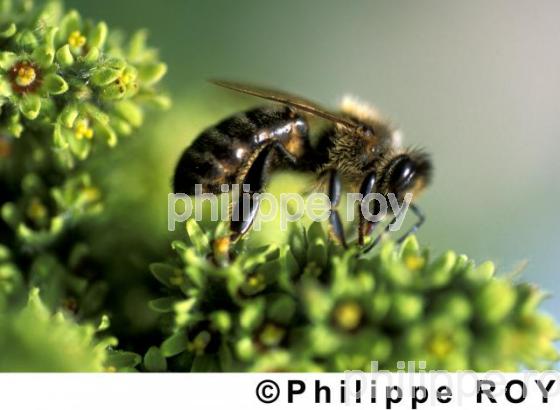 Abeille (00A03609.jpg)