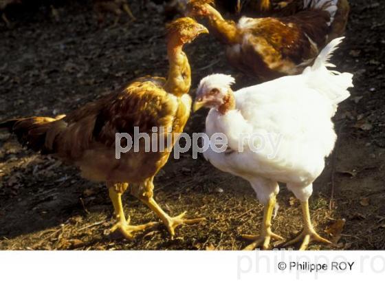 Poulets - Elevage avicole (00A04731.jpg)