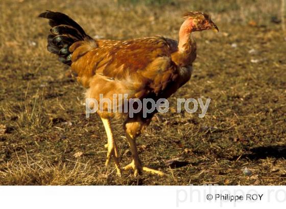 Poulets - Elevage avicole (00A04732.jpg)