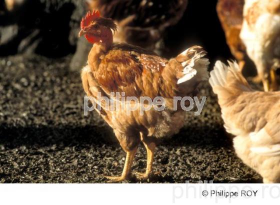 Poulets - Elevage avicole (00A04733.jpg)