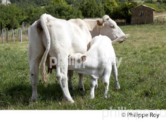 VEAU SOUS LA MERE, RACE CHAROLAIS, HAUTES ALPES, PACA, FRANCE. (00A05112.jpg)